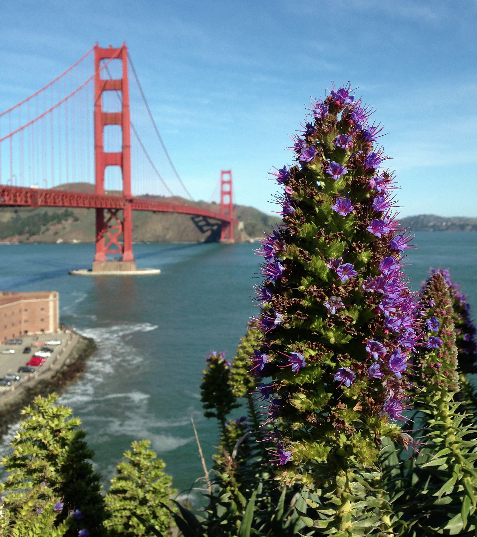 san-fransisco-plant san-fransisco