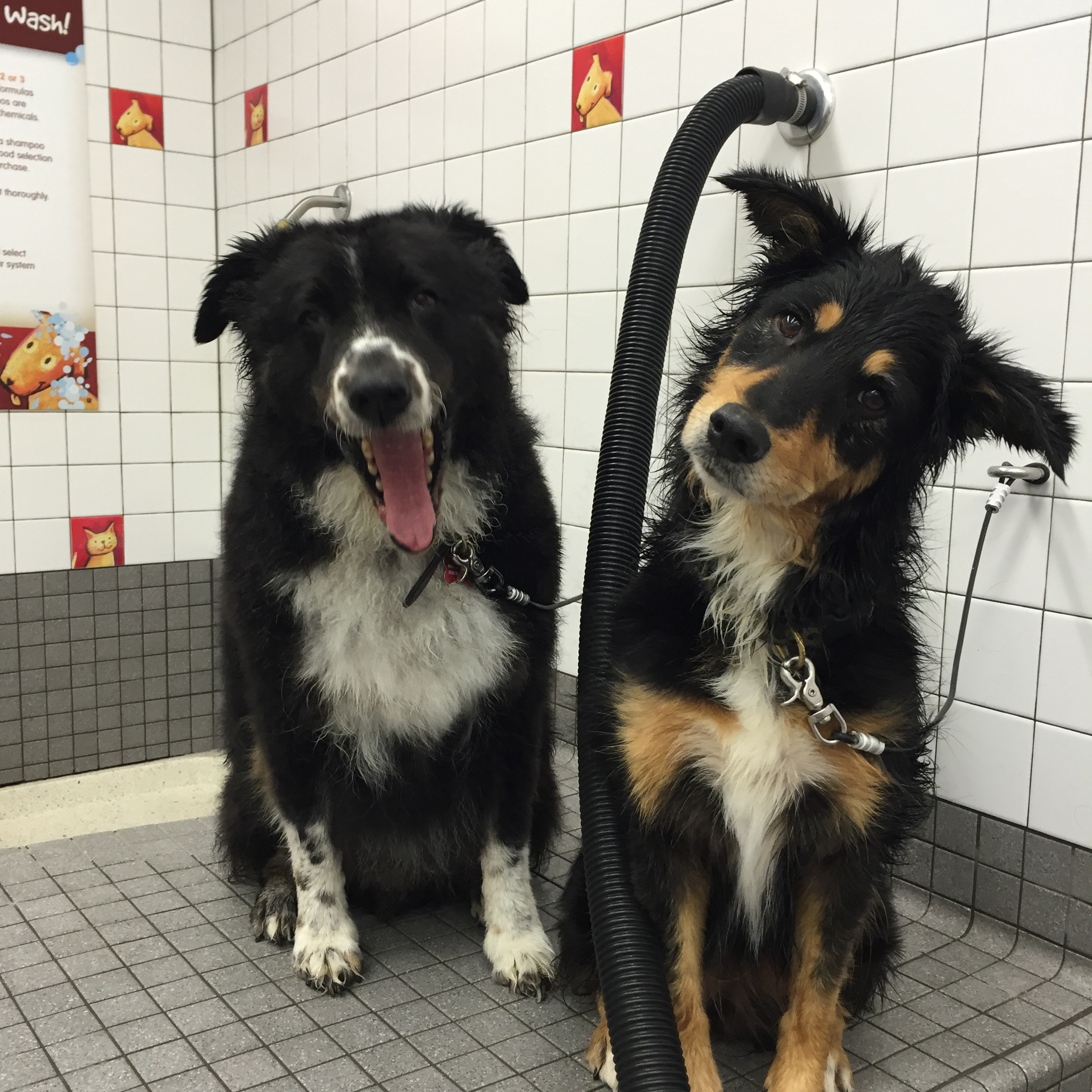 Stella_Applejacks_CleanDogs Wendy Wood